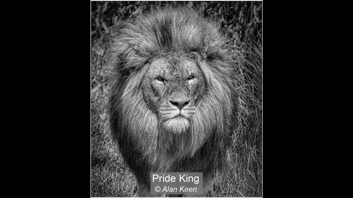 00_Pride King_Alan Keen